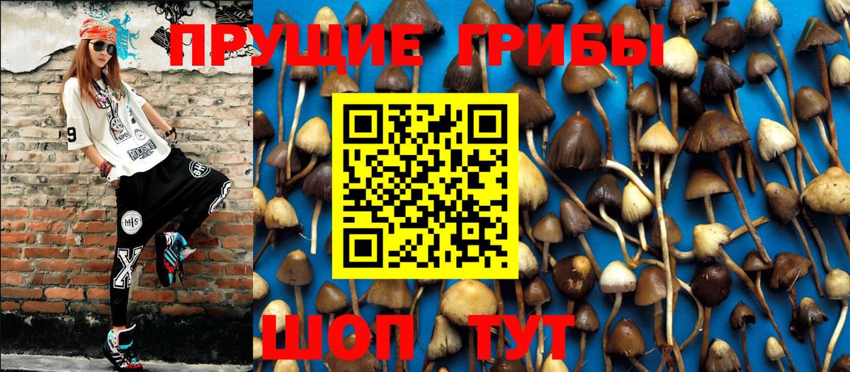 Псилоцибиновые грибы Cubensis Сокол