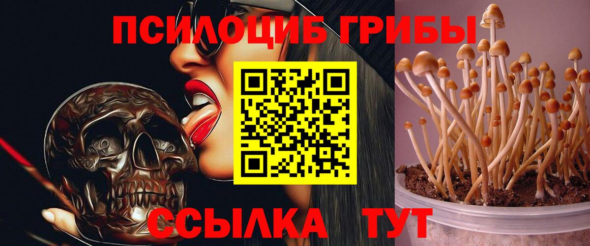 Сокол  Псилоцибиновые грибы GOLDEN TEACHER  Вход с VPN  Псилоцибиновые грибы GOLDEN TEACHER 